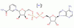 CAS 606-68-8 	NADH suppliers
